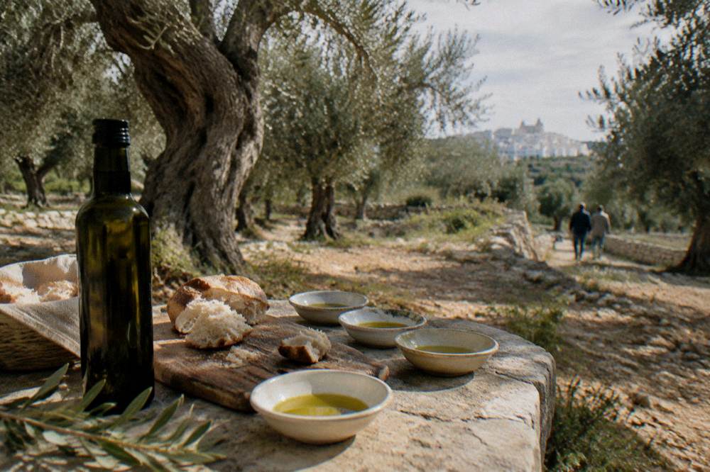 A tasting table in an olive grove with small bowls of green olive oil, torn bread and a bottle, gnarled trunks around, dappled light, Ostuni