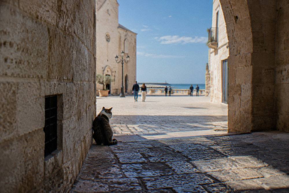 Stone archway leading from a lane into a bright piazza with a cat sitting on the threshold