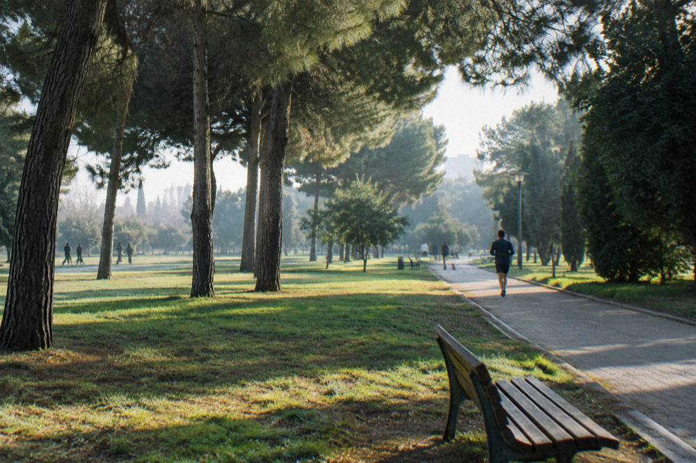 Large city park with tall pines, open lawns and paved paths with a few distant joggers