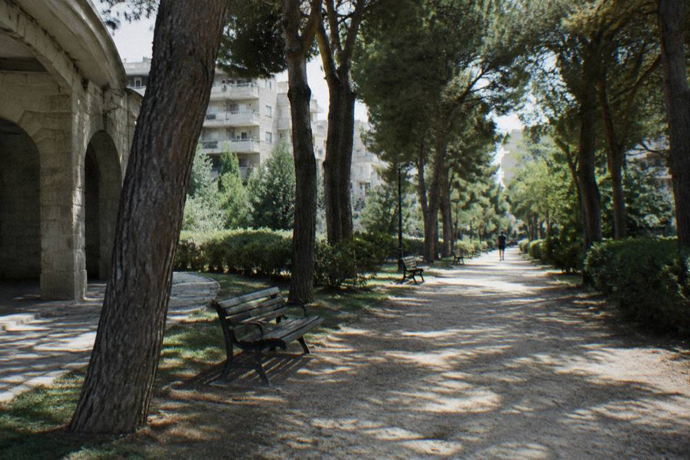 Pine-shaded park path with benches in a residential district and a distant jogger