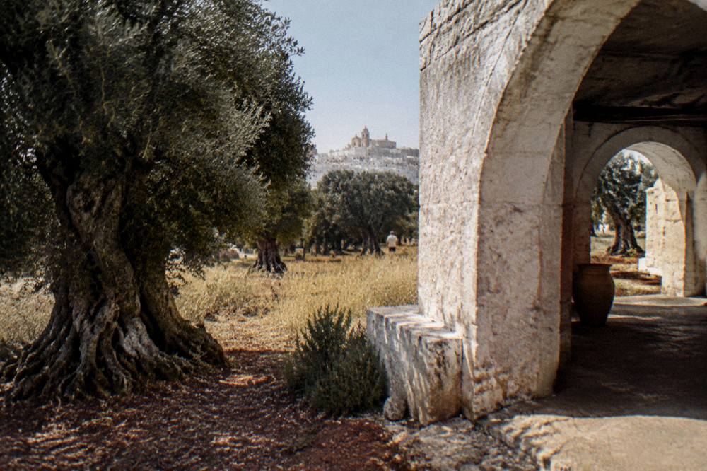 Ancient olive grove with gnarled wide trunks, red earth and tall dry grass in low afternoon light