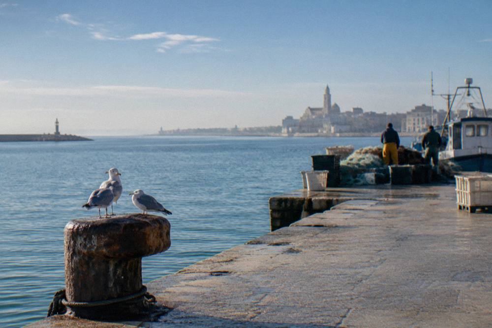 Distant fishermen working beside nets and crates on a low concrete quay with seagulls in early morning haze