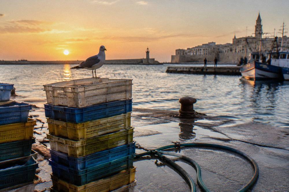 Stack of plastic fish crates and a hose on a wet concrete quay with a gull on top in soft early light