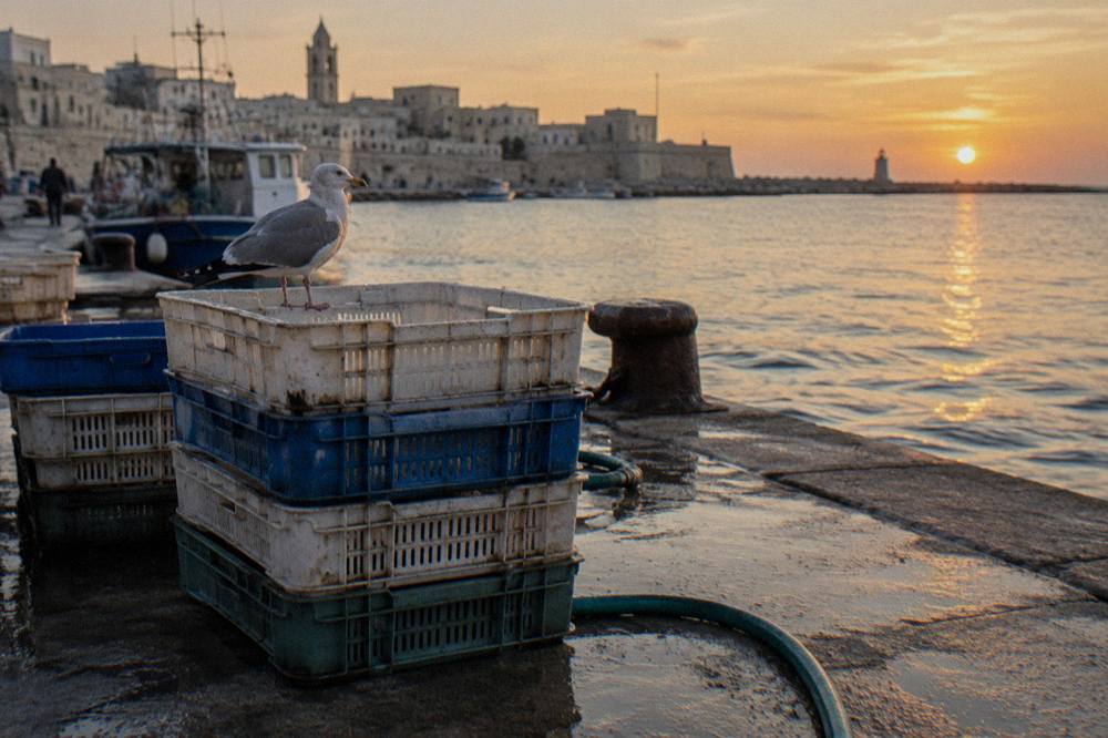 Stack of plastic fish crates and a hose on a wet concrete quay with a gull on top in soft early light