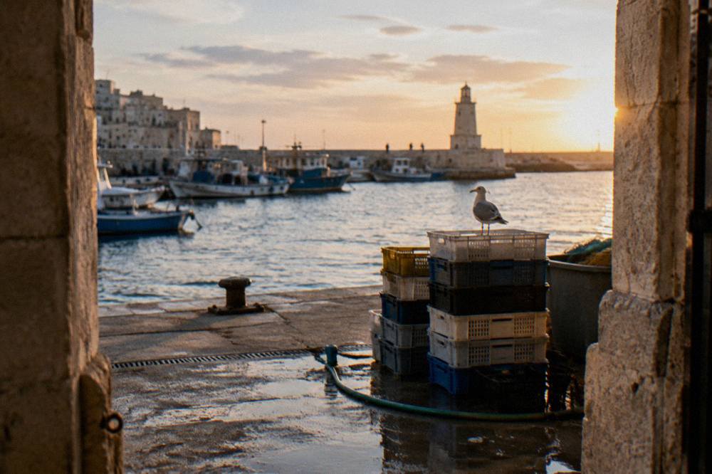 Stack of plastic fish crates and a hose on a wet concrete quay with a gull on top in soft early light