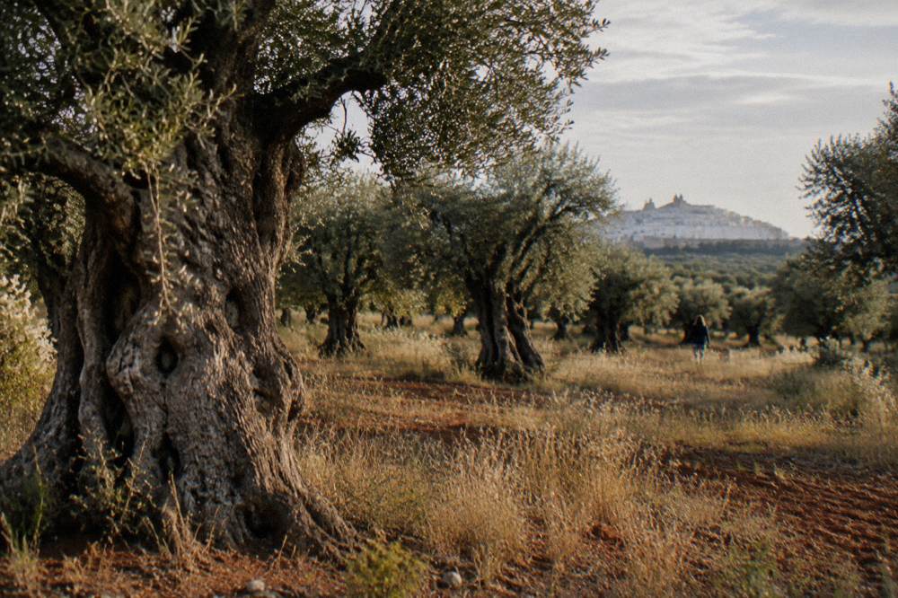 Ancient olive grove with gnarled wide trunks, red earth and tall dry grass in low afternoon light
