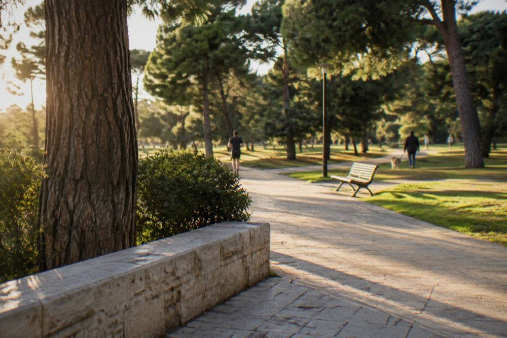 Large city park with tall pines, open lawns and paved paths with a few distant joggers