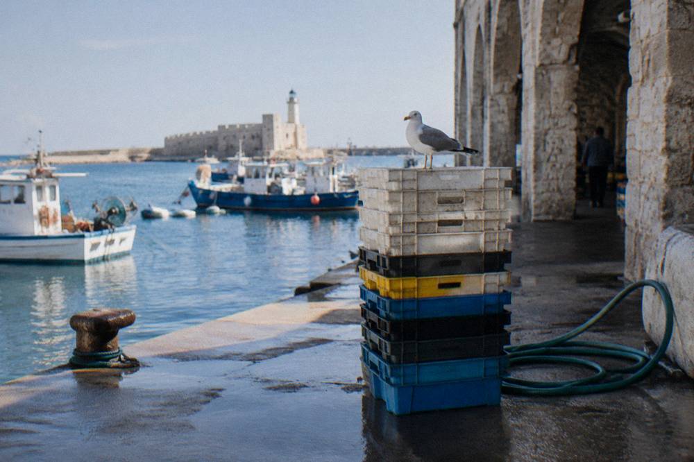 Stack of plastic fish crates and a hose on a wet concrete quay with a gull on top in soft early light